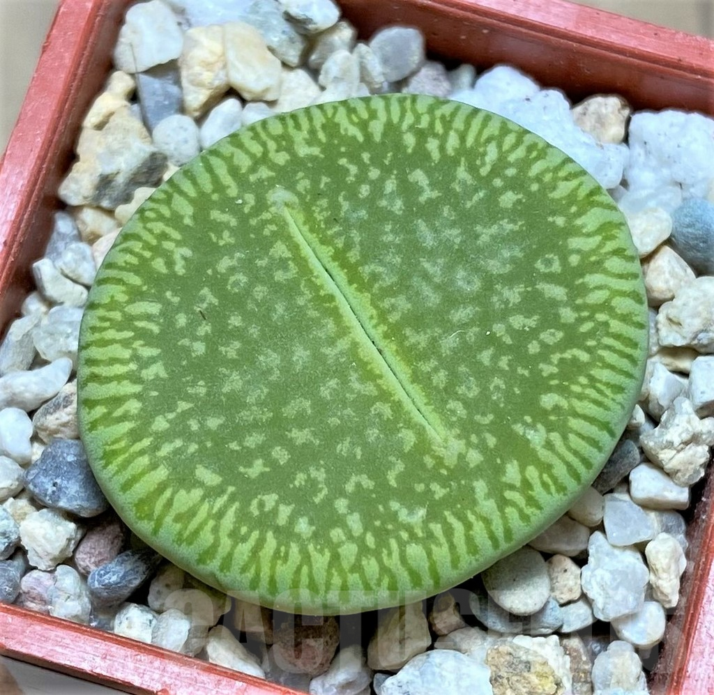 SHPR32580 Lithops aucampiae ‘Bella Ketty’ C48A