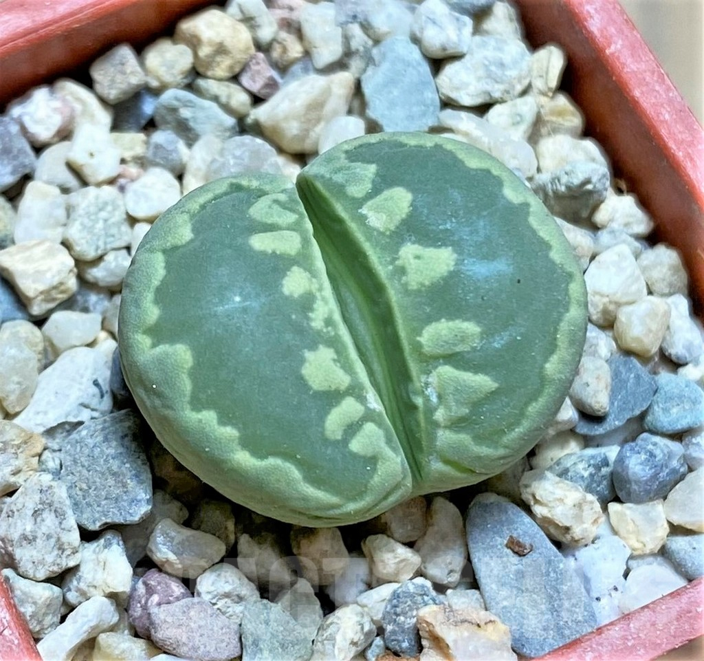 SHPR32582 Lithops otzeniana 'Green form' C350