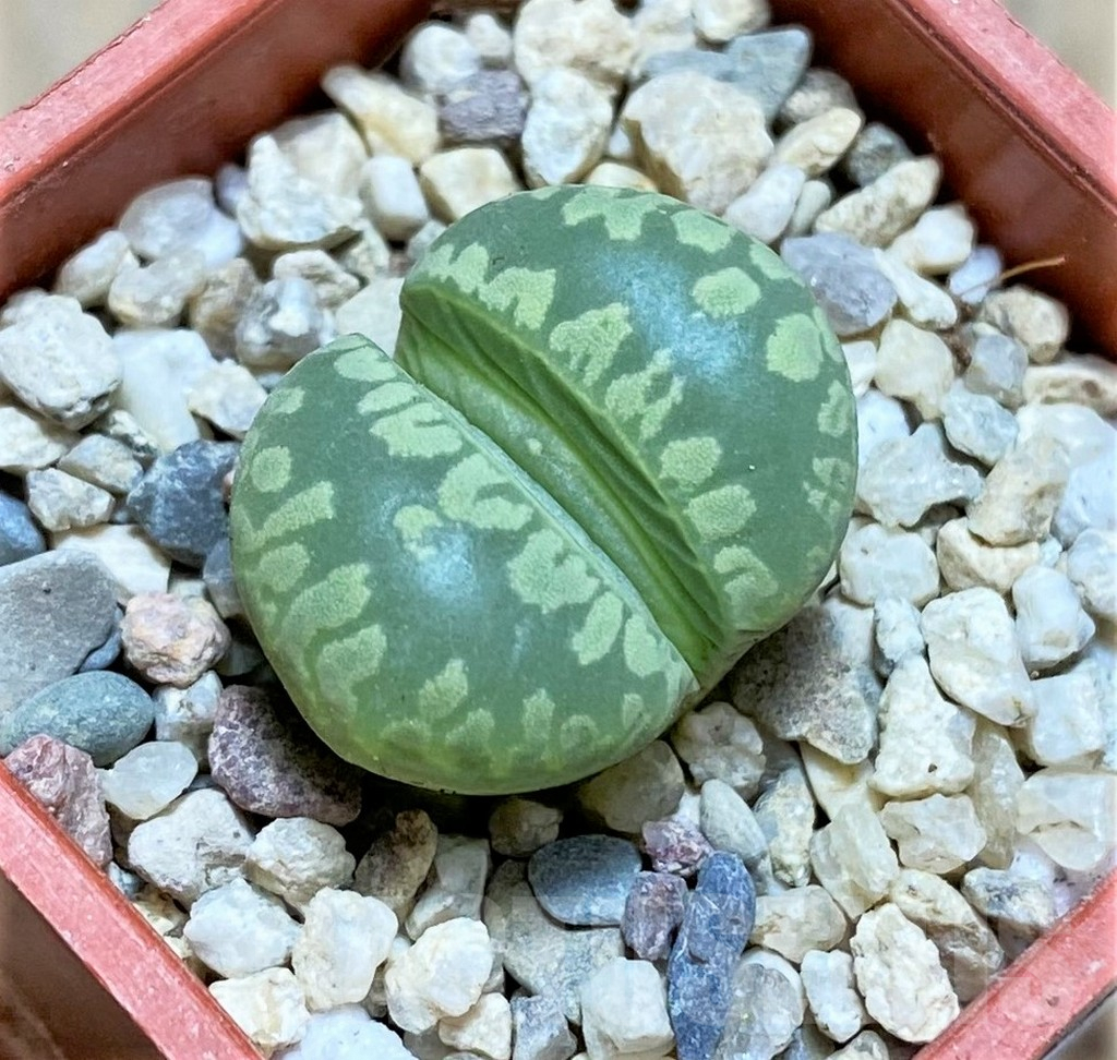 SHPR32583 Lithops otzeniana 'Green form' C350