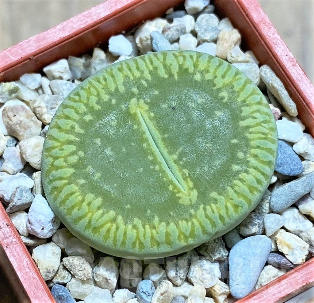 SHPR32584 Lithops aucampiae ‘Bella Ketty’ C48A