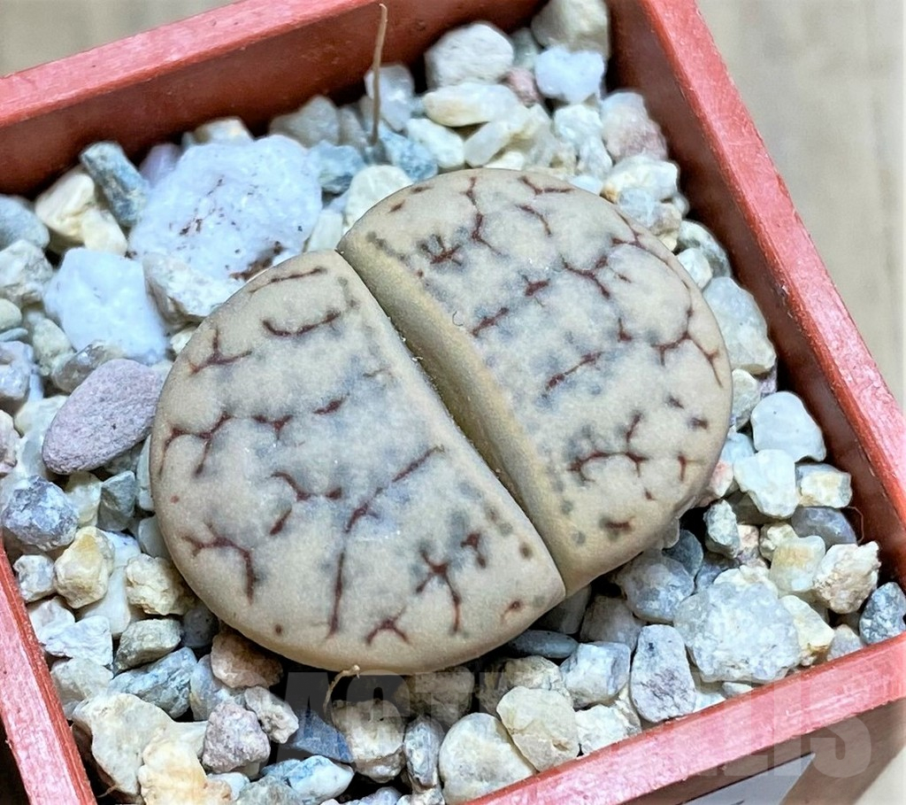 SHPR32587 Lithops gracilidelineata v. brandbergensis
