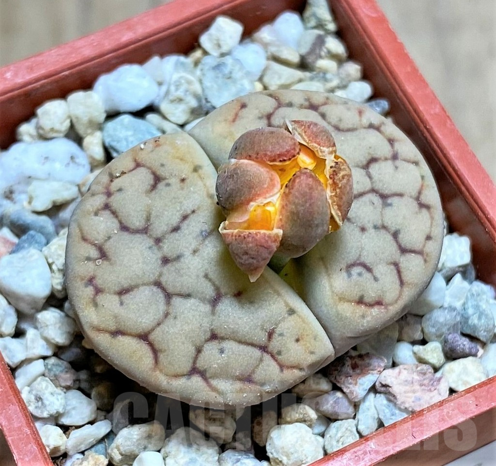 SHPR32588 Lithops gracilidelineata v. brandbergensis