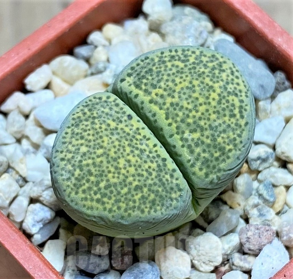 SHPR32589 Lithops terricolor 'Speckled Gold' C345A