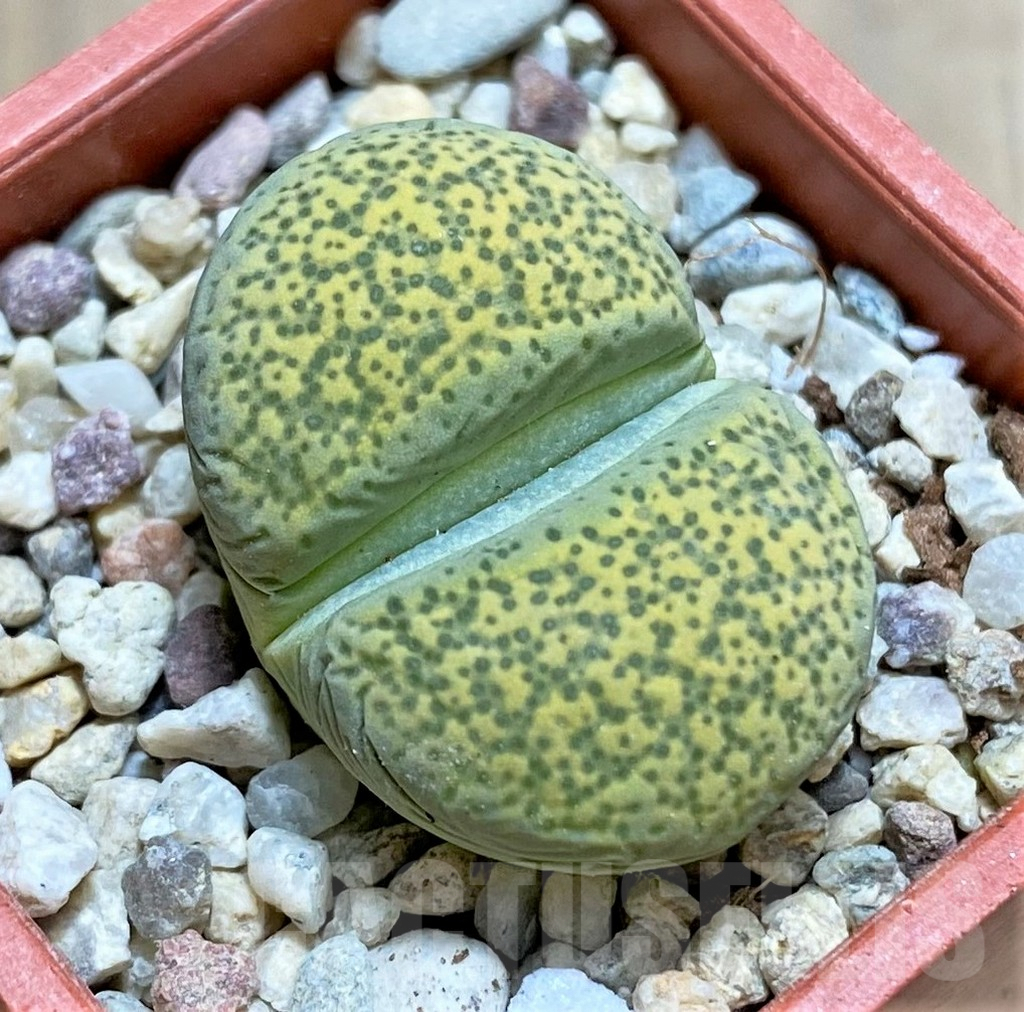 SHPR32590 Lithops terricolor 'Speckled Gold' C345A