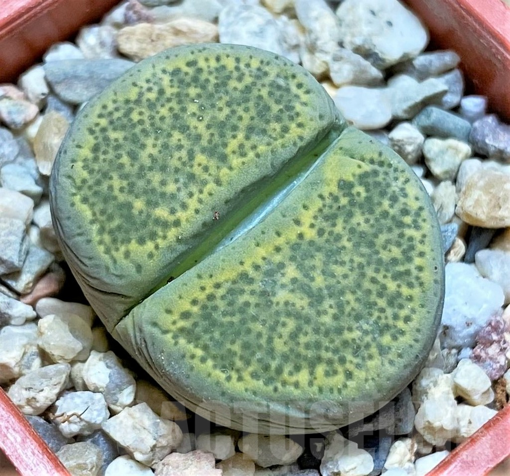 SHPR32591 Lithops terricolor 'Speckled Gold' C345A