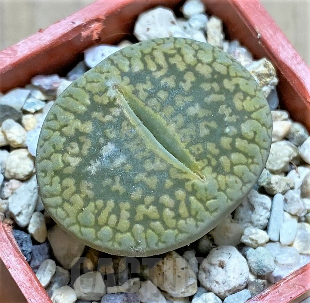 SHPR32592 Lithops aucampiae ‘Jackson’s Jade’ C395