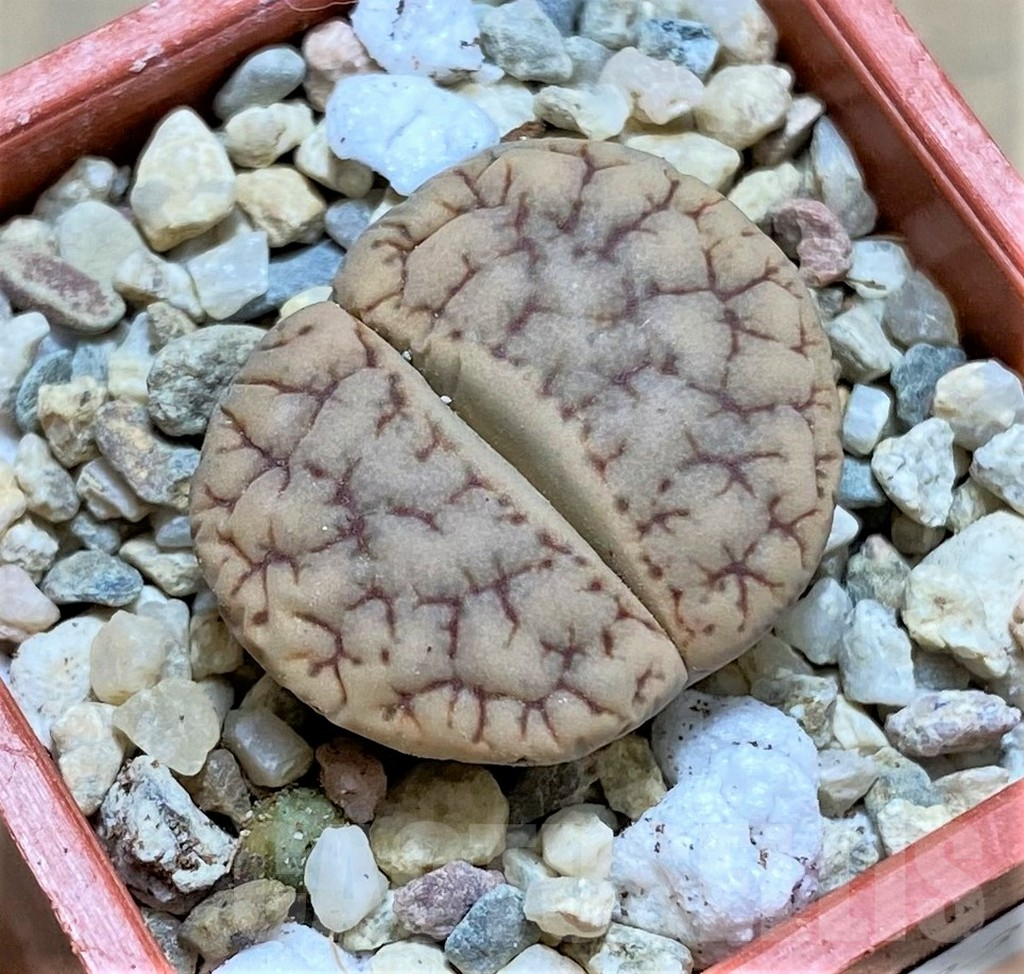 SHPR32593 Lithops gracilidelineata v. brandbergensis