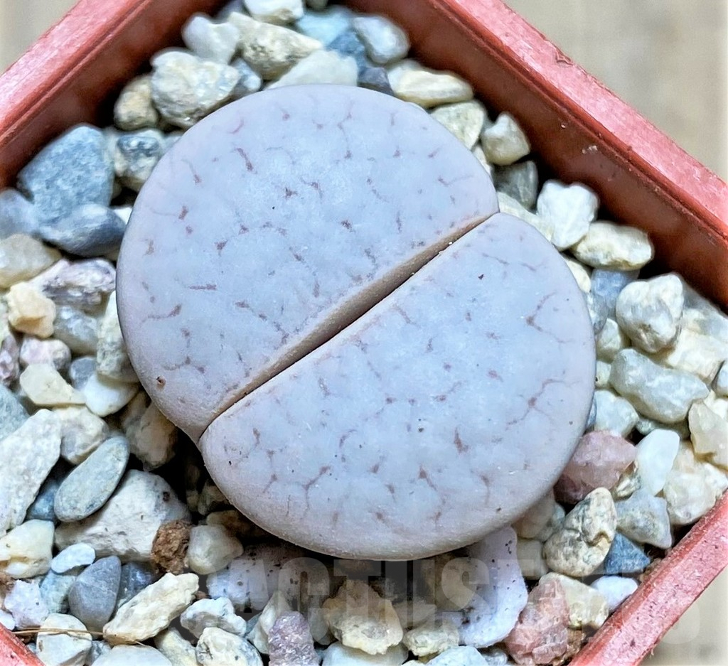 SHPR32594 Lithops pseudotruncatella groendrayensis C 244