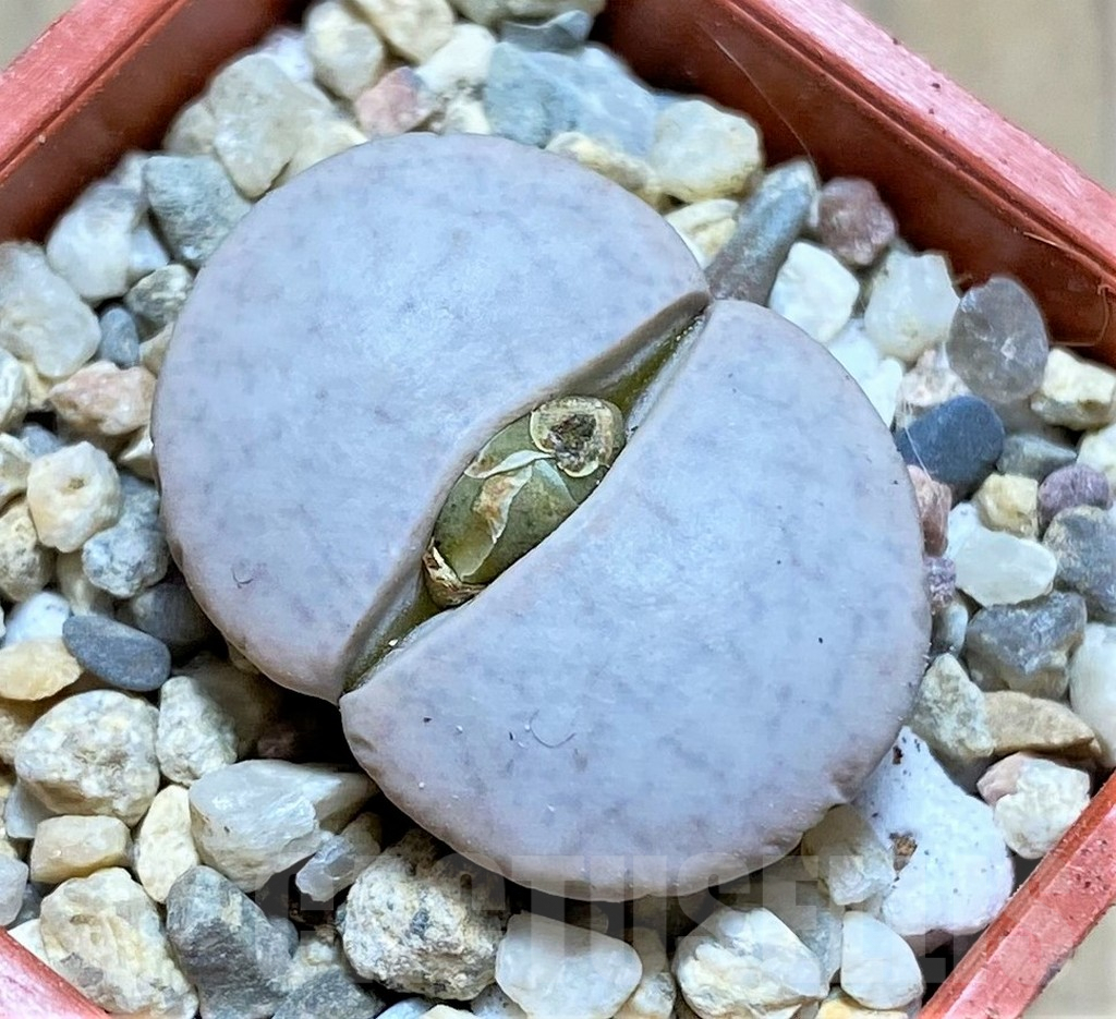 SHPR32595 Lithops pseudotruncatella groendrayensis C 244