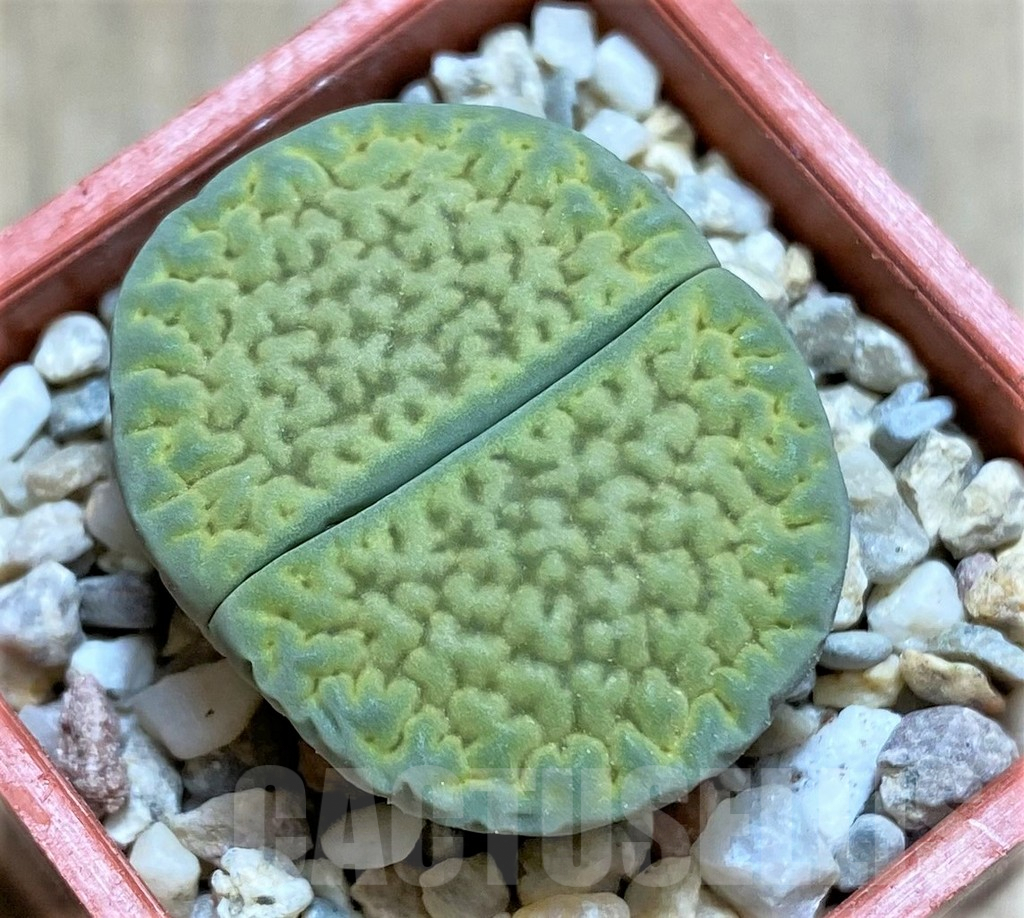 SHPR32597 Lithops hookeri ' Anna Rosa'