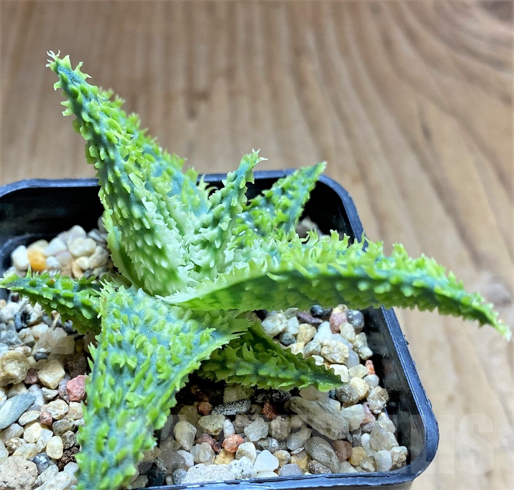 SHPR32599 Aloe TCT hybrid