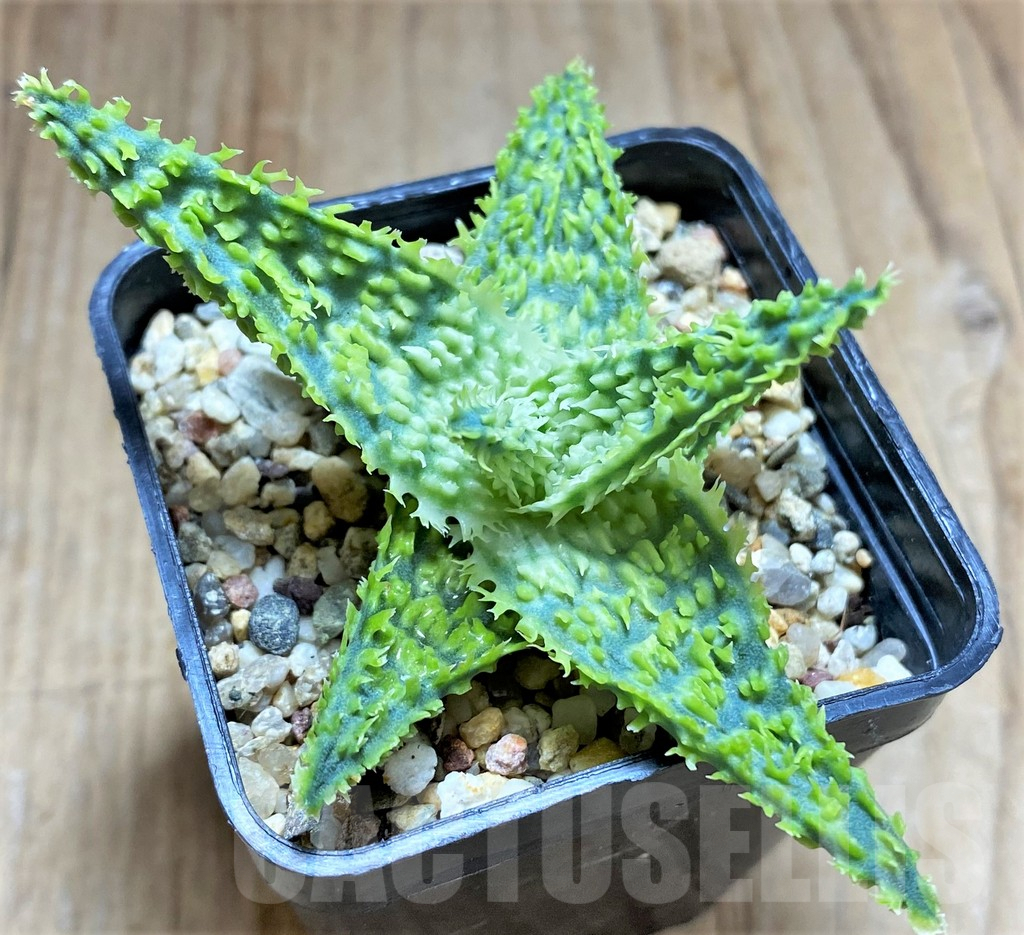 SHPR32599 Aloe TCT hybrid - 画像 (2)