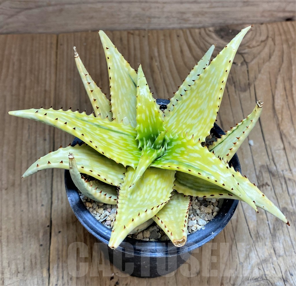 SHPR32600 Aloe jucunda f. variegata - 画像 (2)