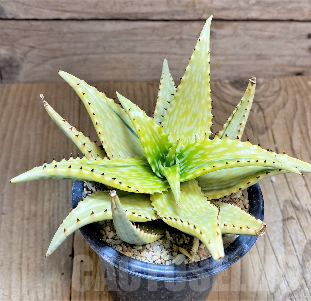 SHPR32600 Aloe jucunda f. variegata
