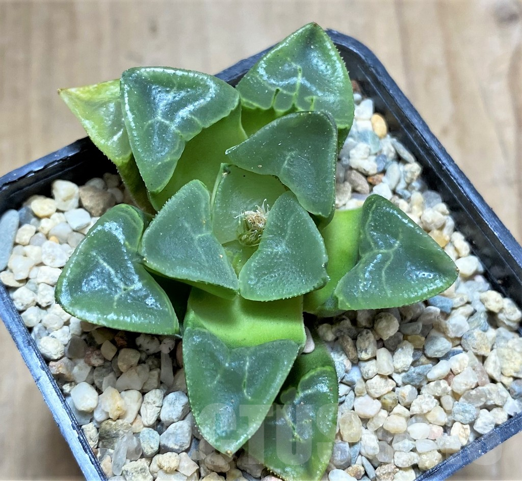 SHPR32601 Haworthia bayeri 'Auspicious clouds'