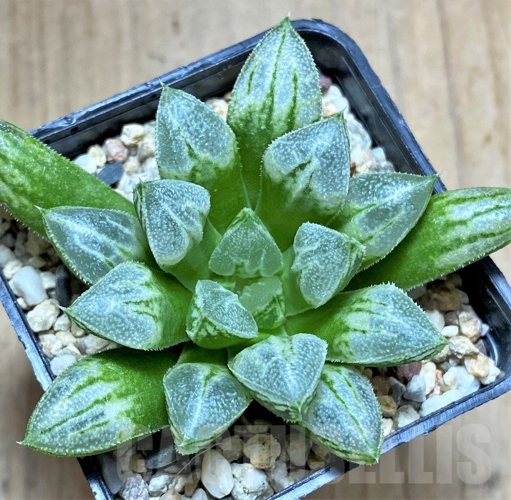 SHPR32602 Haworthia 'Love Heart'