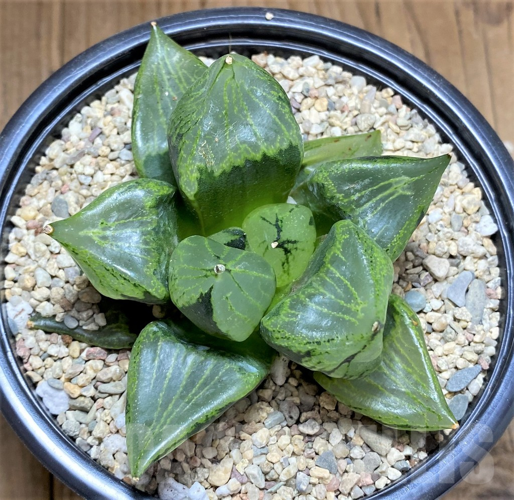 SHPR32603 Haworthia ‘Urahannya’ - 画像 (2)