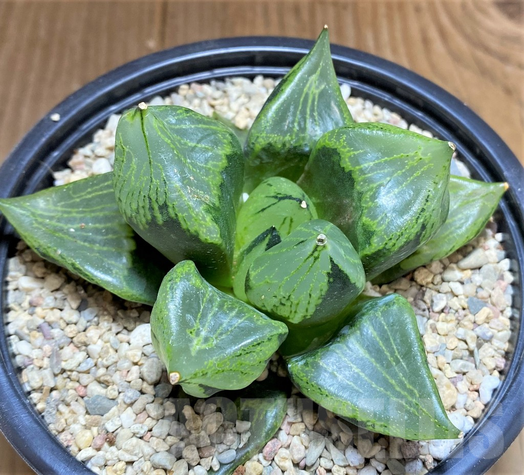SHPR32603 Haworthia ‘Urahannya’ - 画像 (3)