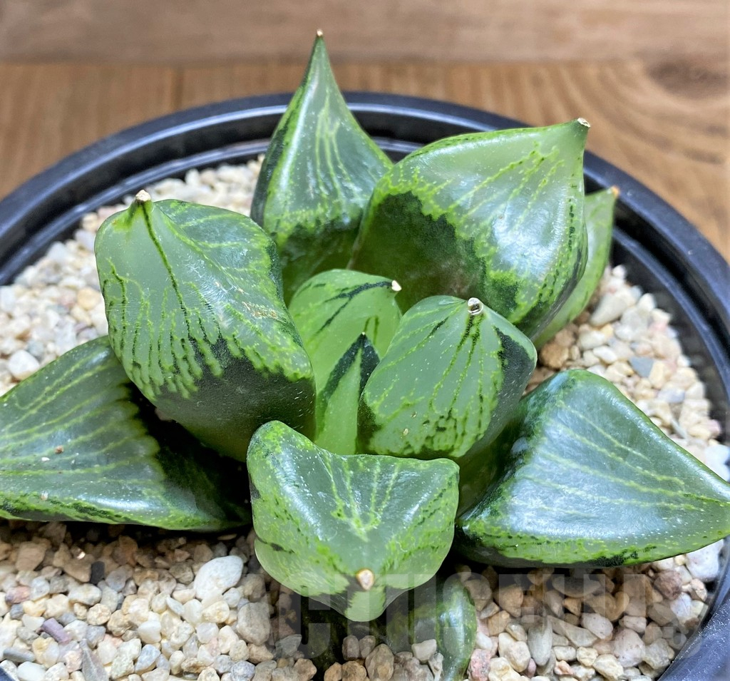 SHPR32603 Haworthia ‘Urahannya’