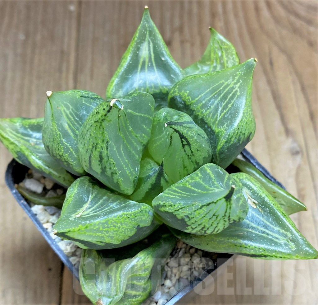 SHPR32604 Haworthia ‘Urahannya’ - Image 3