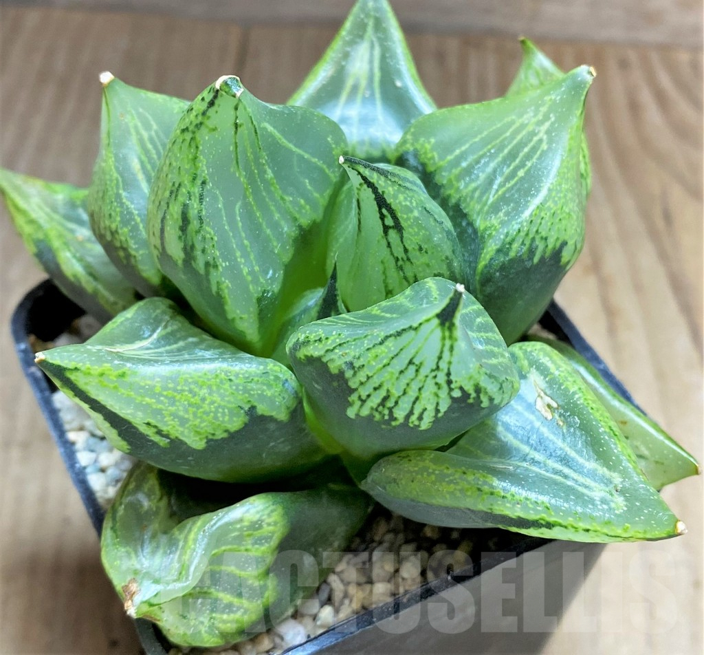 SHPR32604 Haworthia ‘Urahannya’