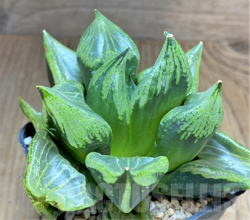 SHPR32604 Haworthia ‘Urahannya’ - Image 2
