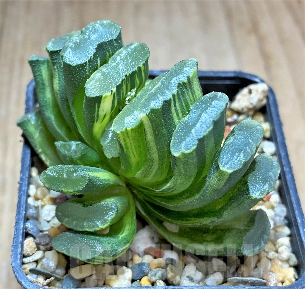 SHPR32605 Haworthia truncata f. variegata -Japan-