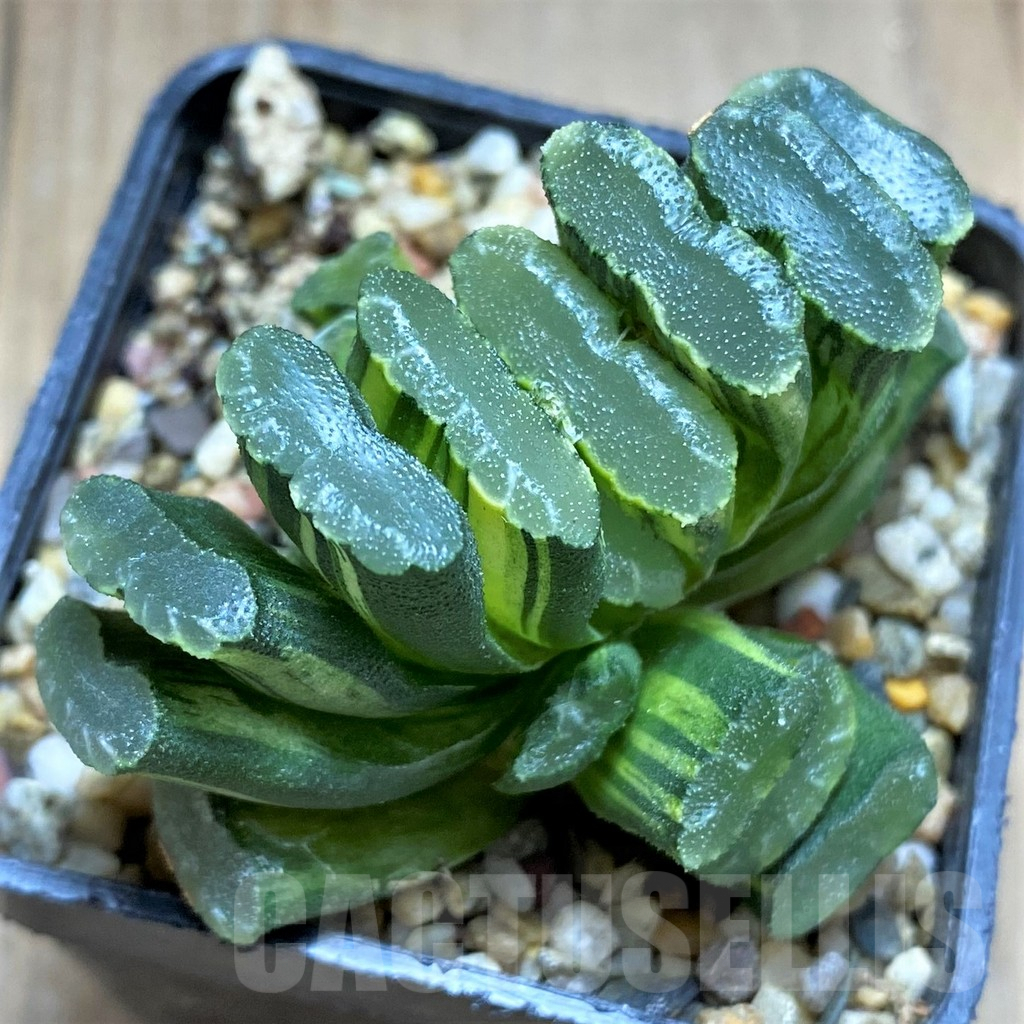 SHPR32605 Haworthia truncata f. variegata -Japan- - 画像 (2)
