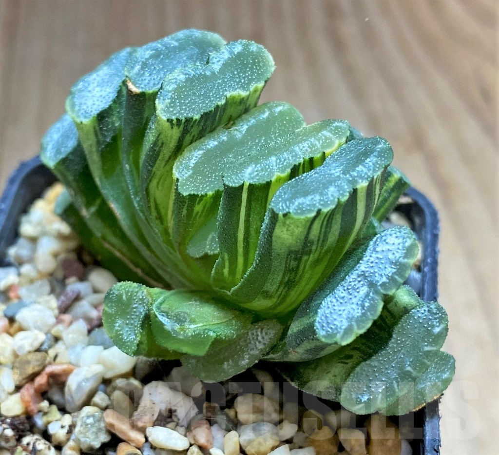 SHPR32605 Haworthia truncata f. variegata -Japan- - 画像 (3)