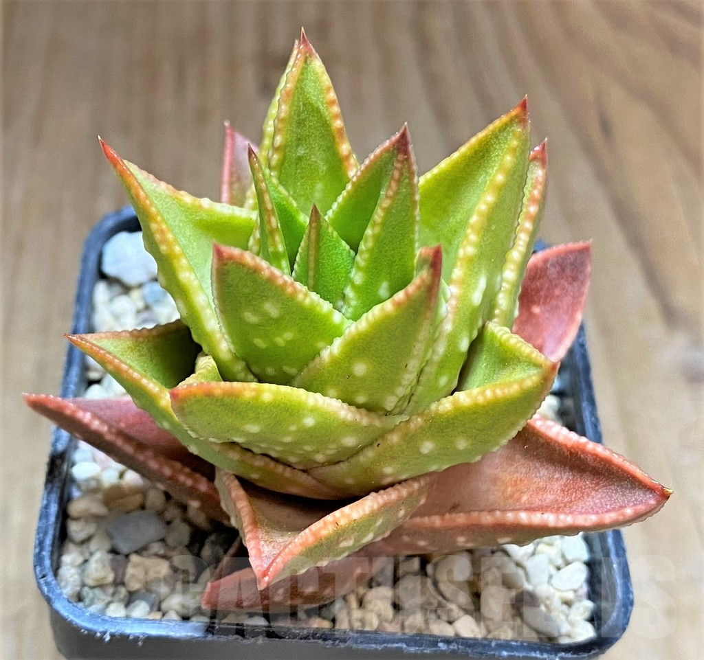 SHPR32613 Astroloba spiralis x Haworthia pumila, seedling