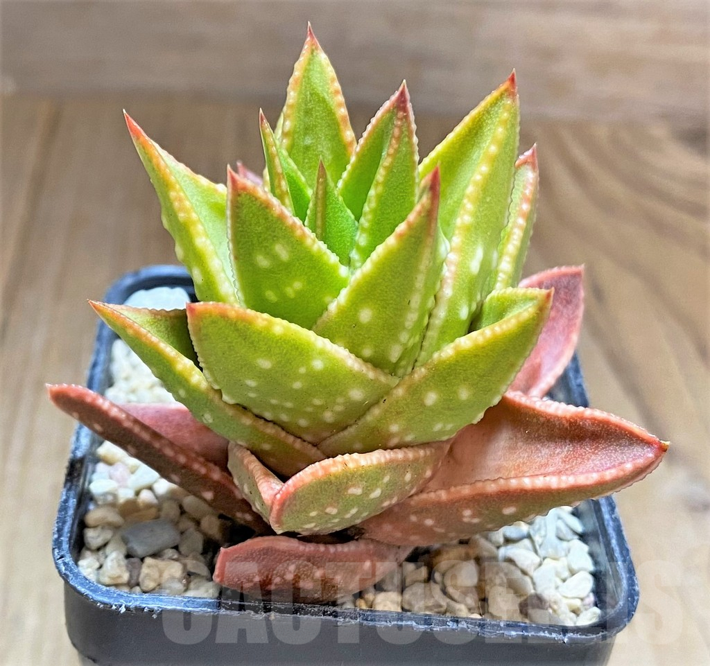 SHPR32613 Astroloba spiralis x Haworthia pumila, seedling - Image 2