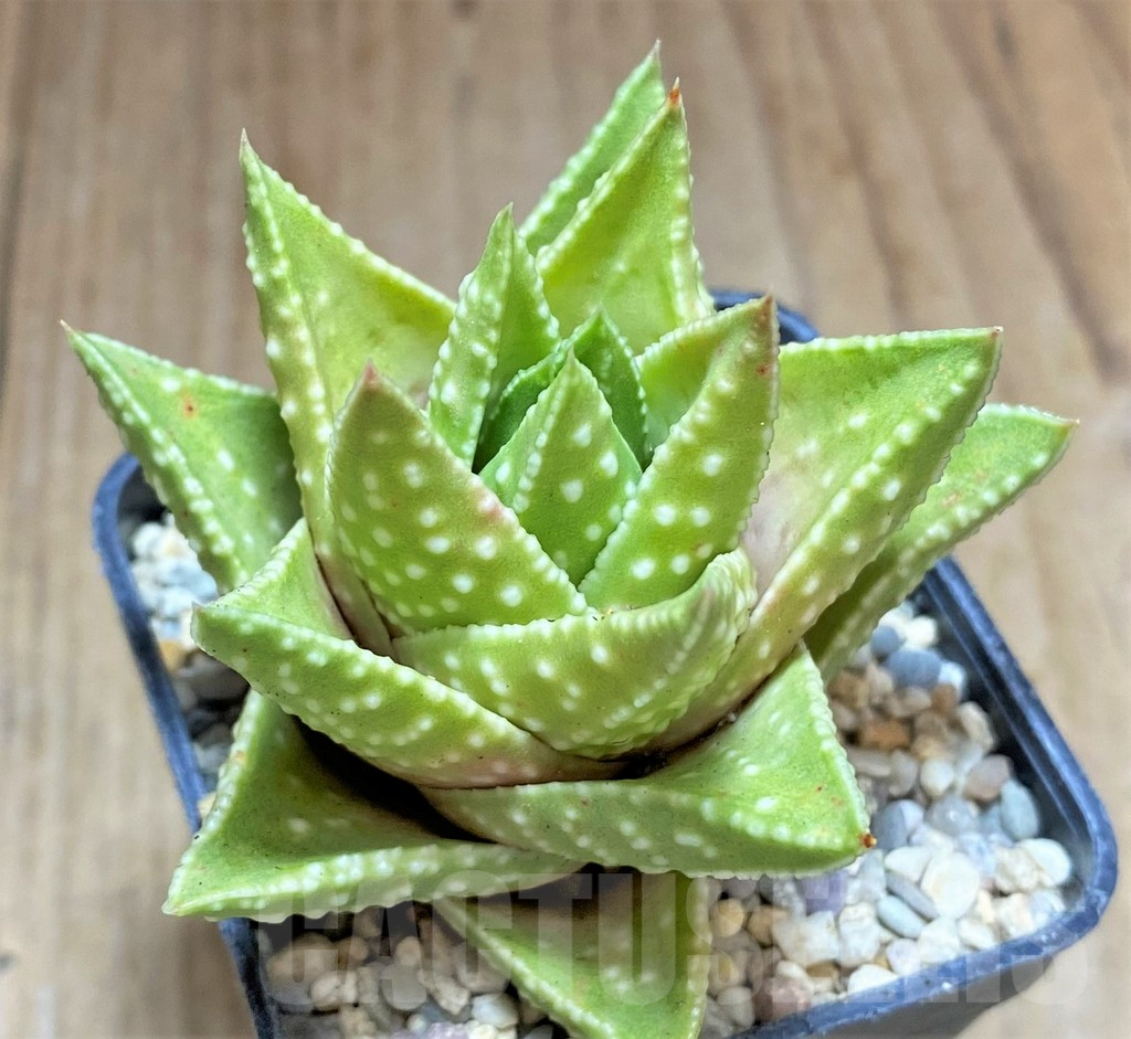 SHPR32614 Astroloba congesta x Haworthia pumila, seedling - Image 2