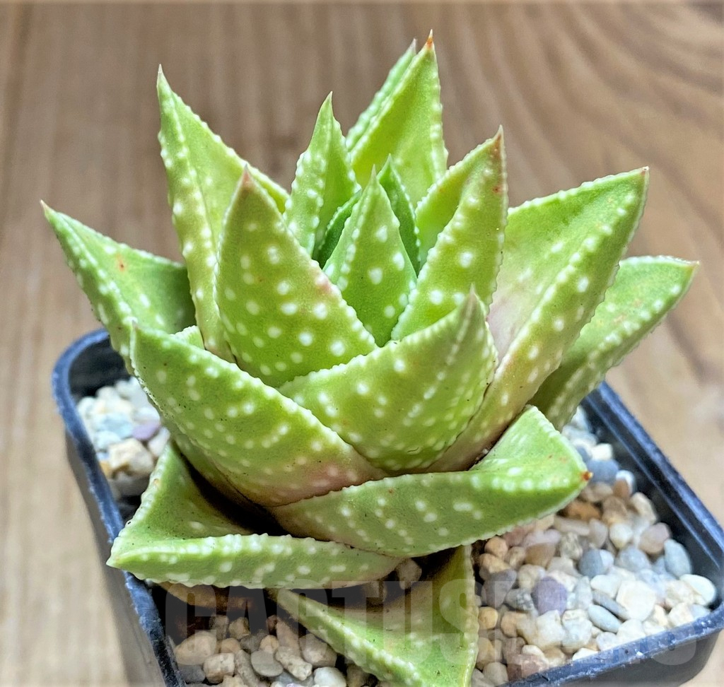 SHPR32614 Astroloba congesta x Haworthia pumila, seedling