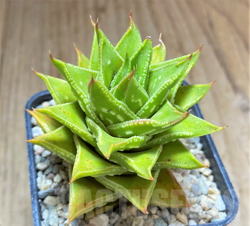 SHPR32615 Astroloba foliolosa x Haworthia pumila, seedling