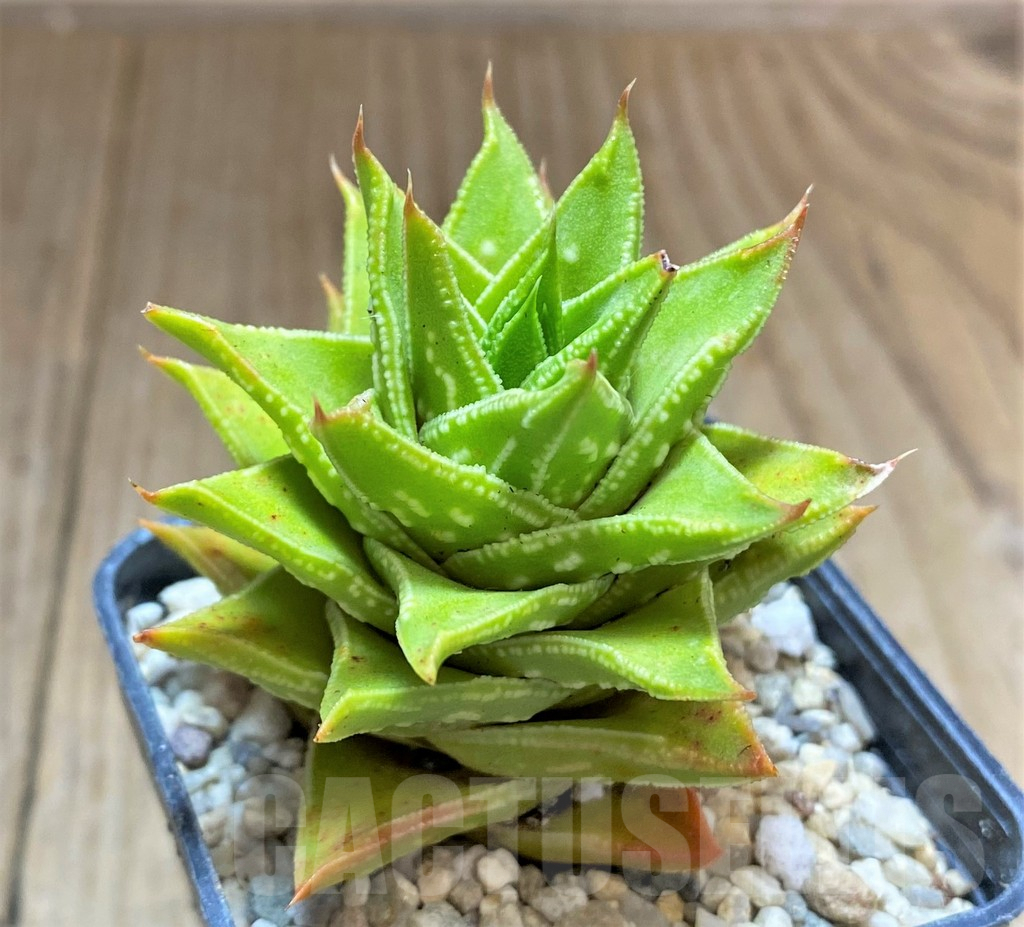 SHPR32615 Astroloba foliolosa x Haworthia pumila, seedling – Bild 2