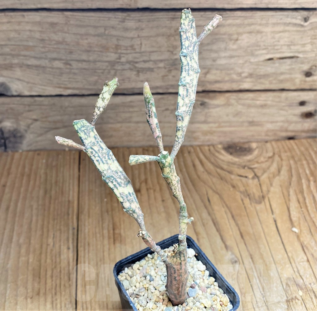 SHPR32618 Euphorbia platyclada - immagine 2