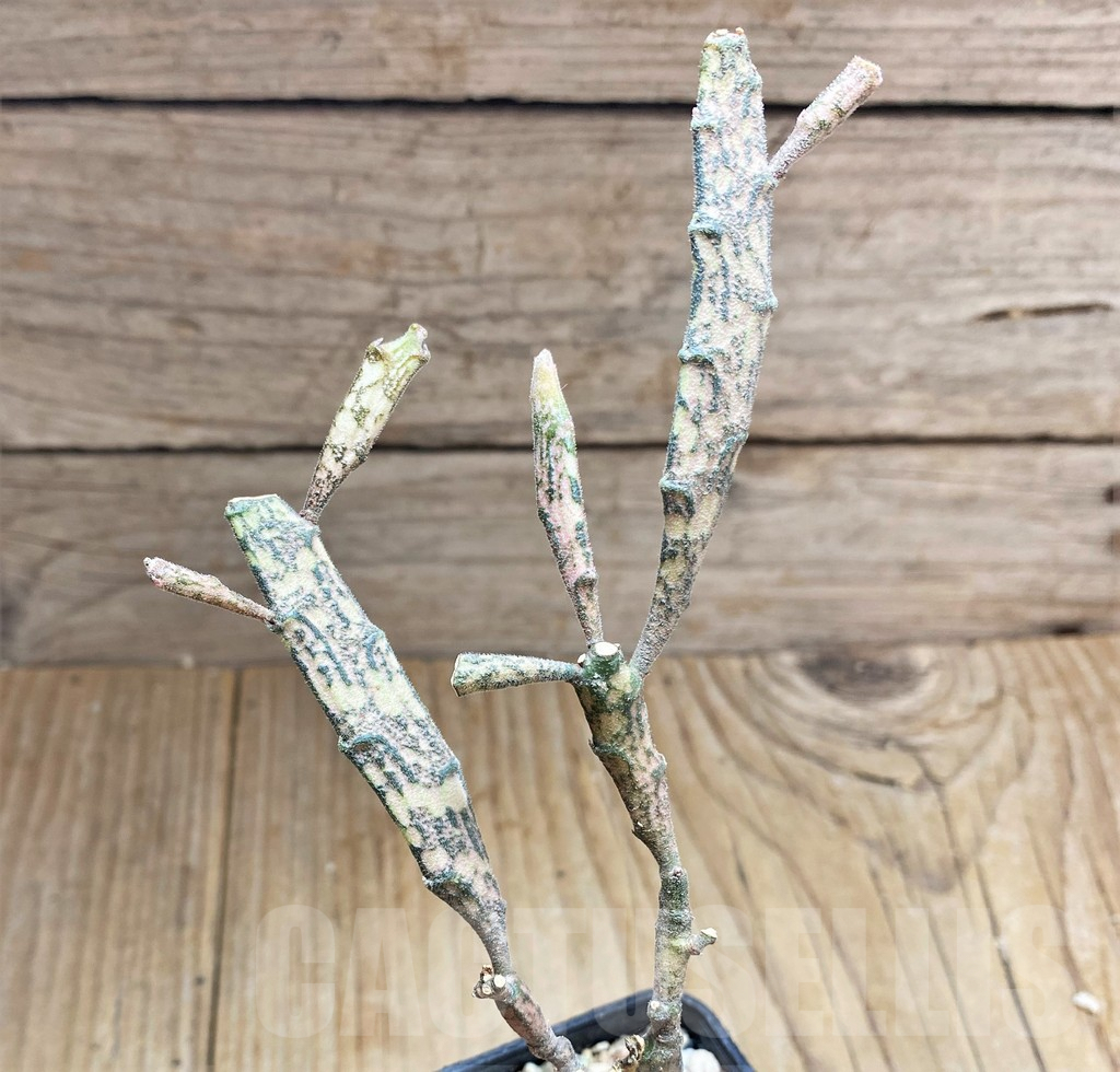 SHPR32618 Euphorbia platyclada