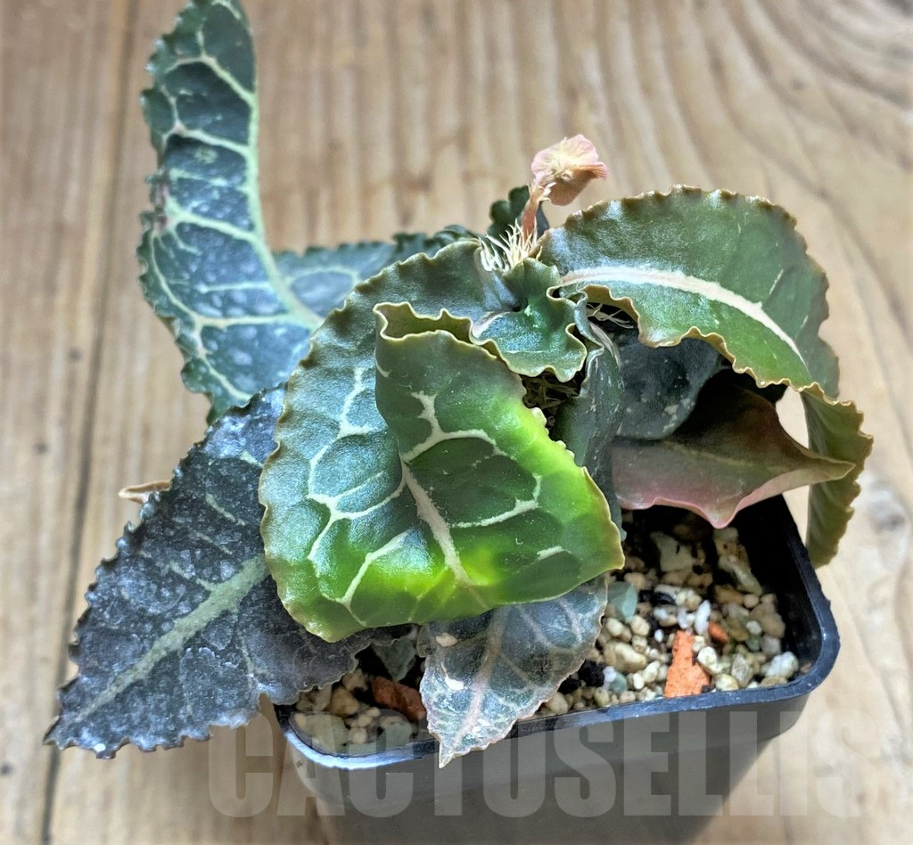 SHPR32620 Euphorbia francoisii hybrid