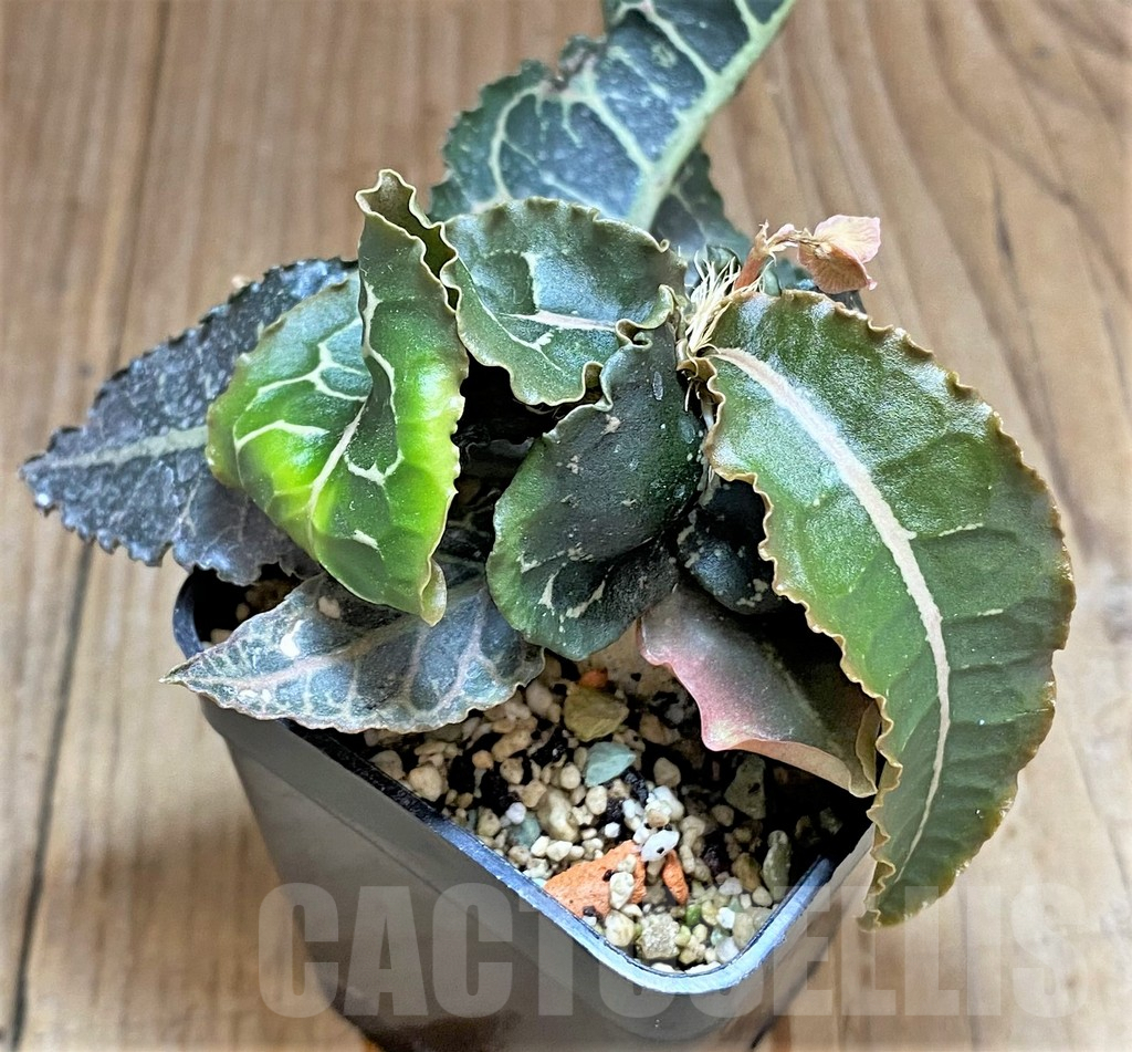 SHPR32620 Euphorbia francoisii hybrid - Image 2