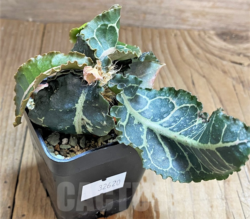 SHPR32620 Euphorbia francoisii hybrid - Image 3