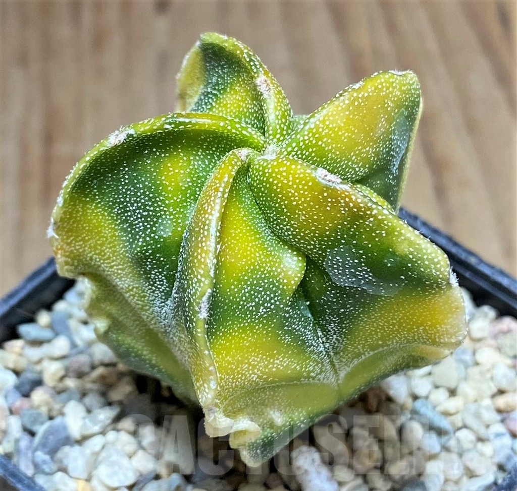 SHPR32621 Astrophytum myriostigma ‘Fukuryu’ f. variegata