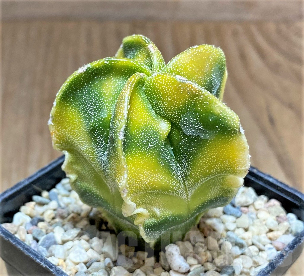 SHPR32621 Astrophytum myriostigma ‘Fukuryu’ f. variegata - Зображення 2