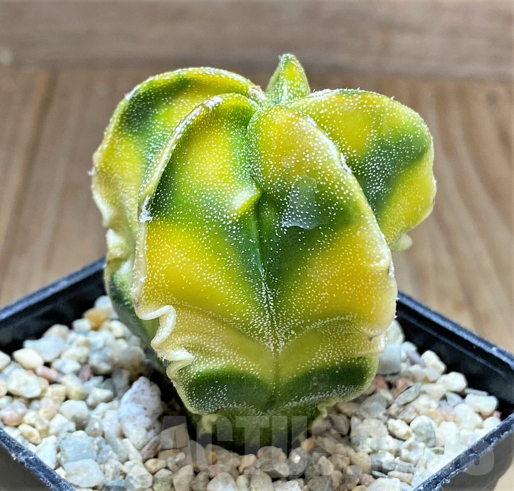 SHPR32621 Astrophytum myriostigma ‘Fukuryu’ f. variegata - Зображення 3