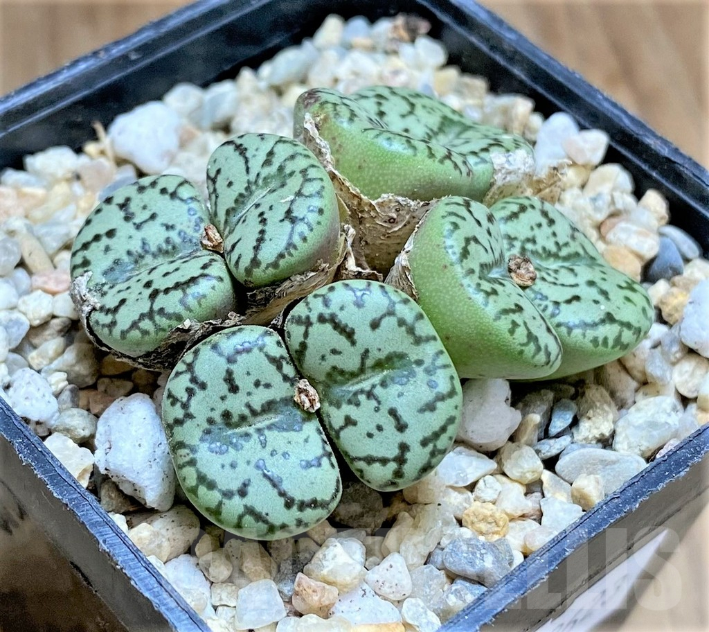 SHPR32623 Conophytum obcordellum