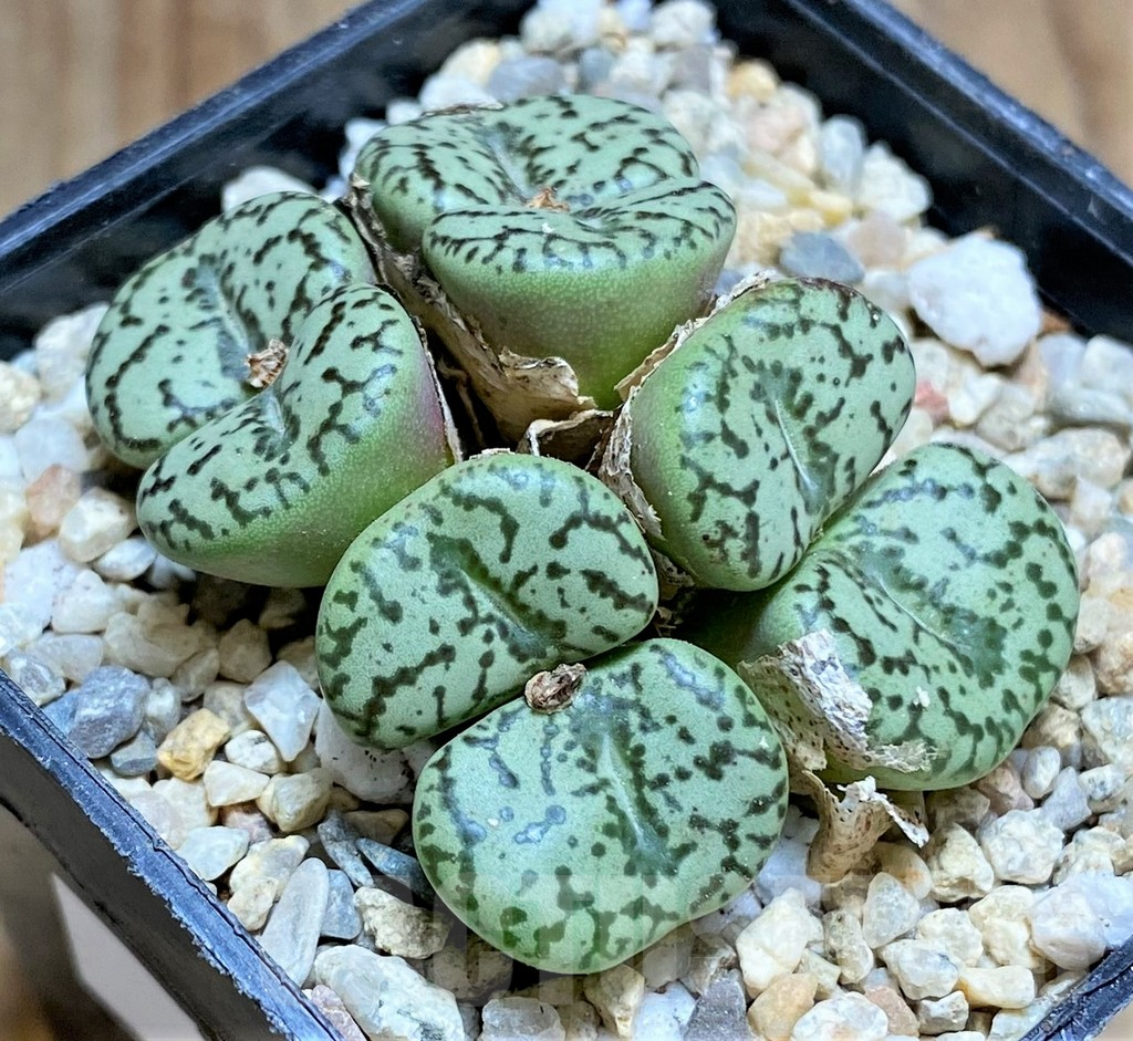 SHPR32623 Conophytum obcordellum - Зображення 2