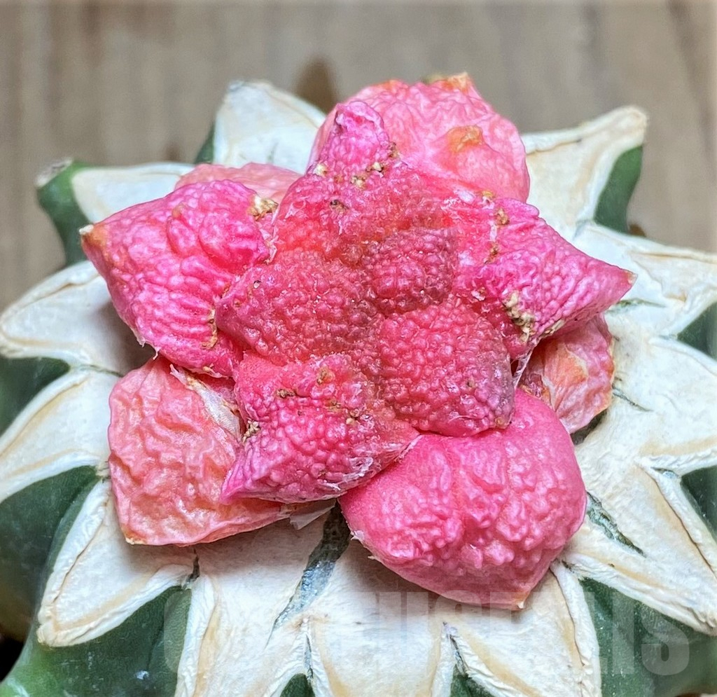 SHPR32624 Ariocarpus fissuratus f. variegata, grafted - Obrázek 2