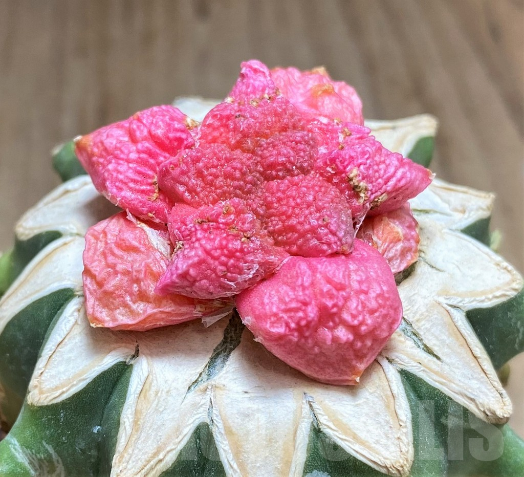 SHPR32624 Ariocarpus fissuratus f. variegata, grafted