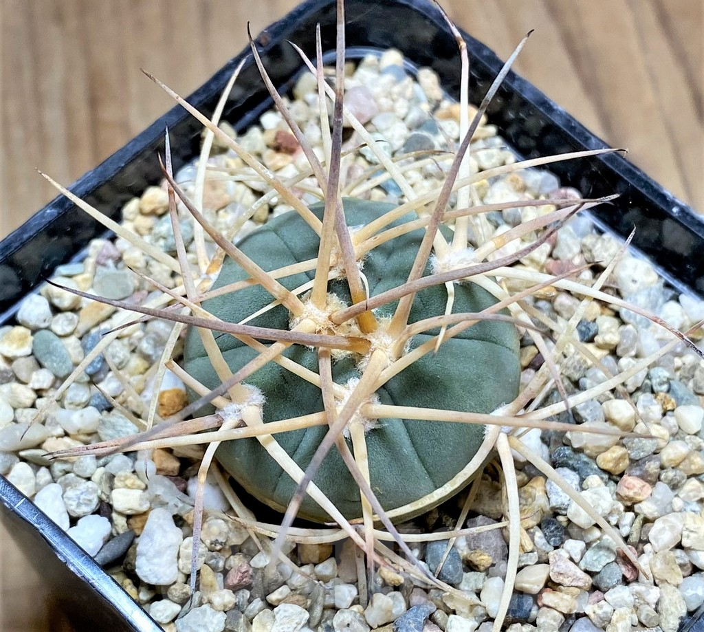 SHPR32671 Gymnocalycium cardenasianum LF 616