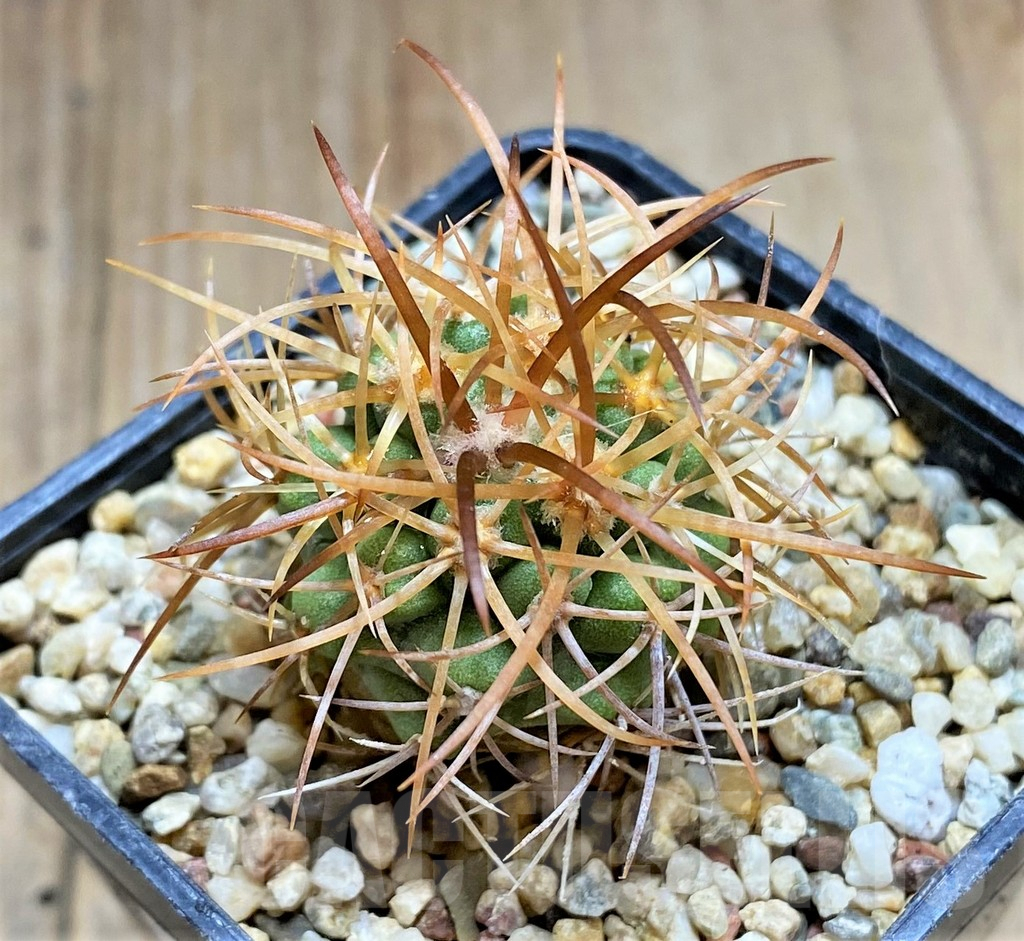 SHPR32673 Copiapoa andina SAR7811