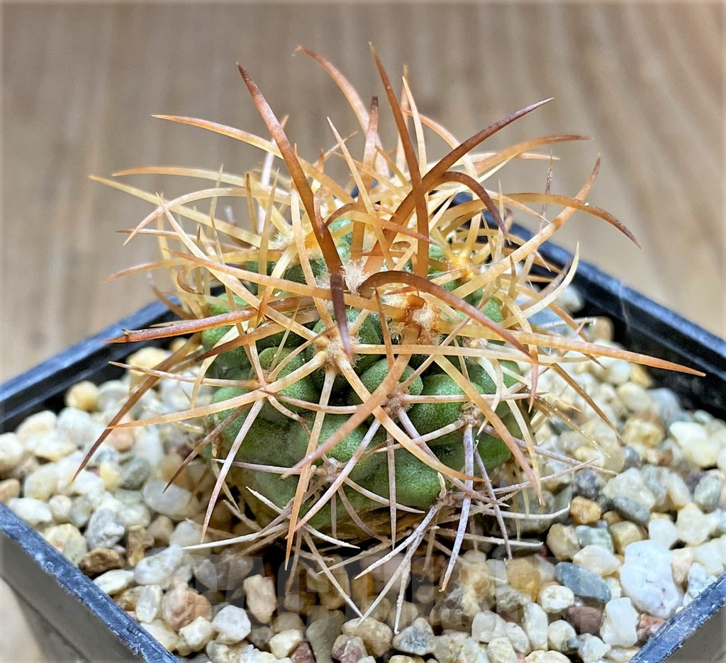 SHPR32673 Copiapoa andina SAR7811 - Image 2